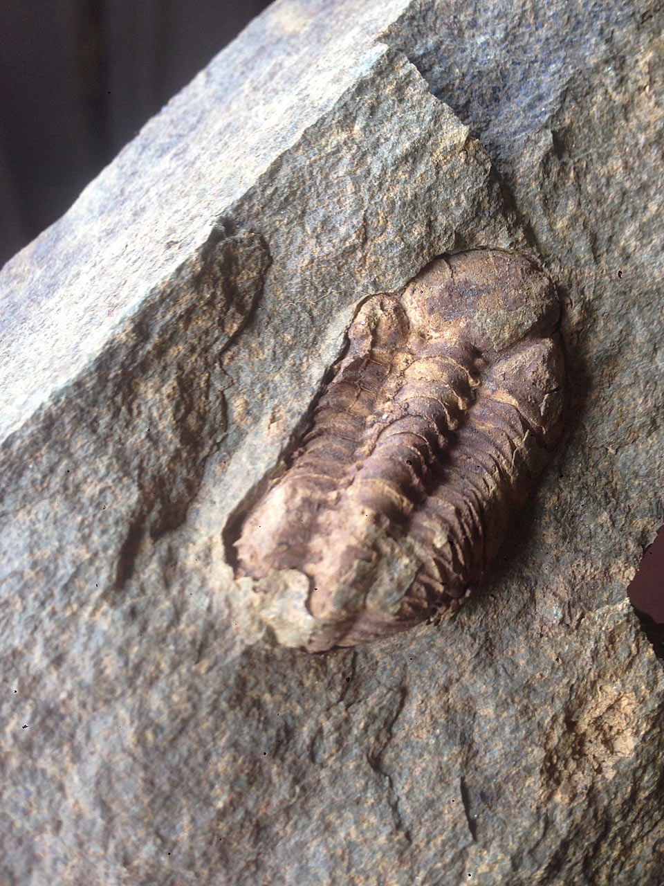 trilobit taunus 2018 1655