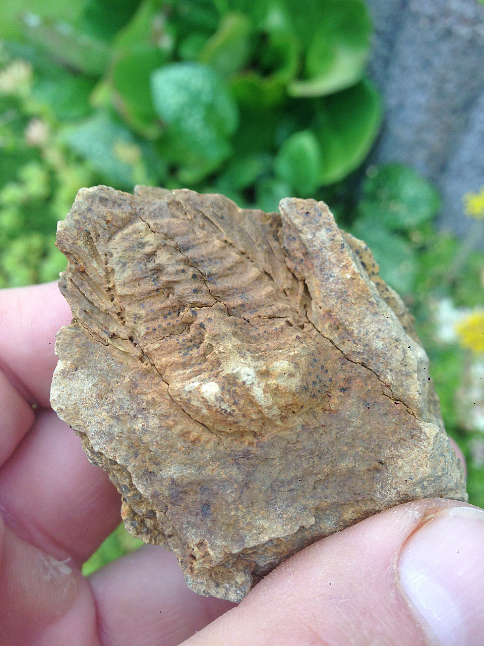 trilobit taunus 2018 1664