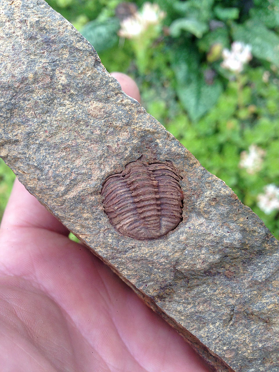 trilobit taunus 2018 1666