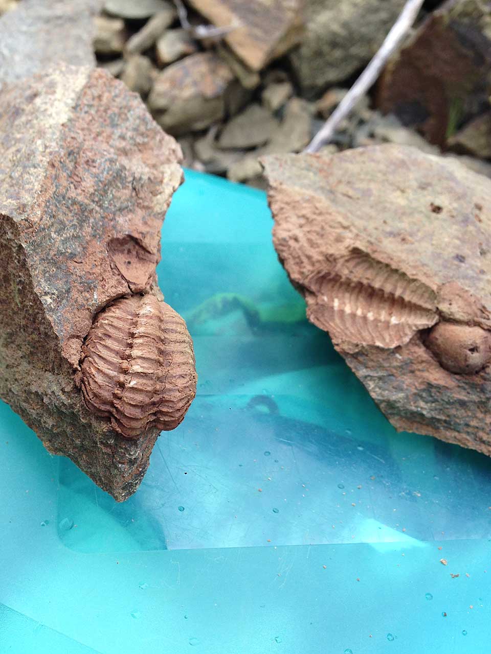 trilobit steinsberg ruppach taunus 2417