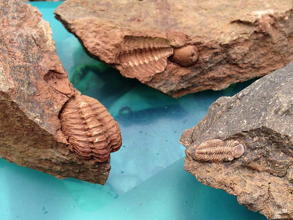 trilobit steinsberg ruppach taunus 2418