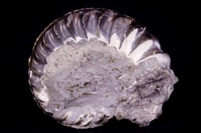 ammonit-unterstuermig-9368.jpg